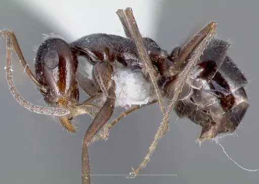 Myrmecocystus lugubris specimen