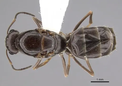 Myrmecocystus lugubris - CASENT0280517