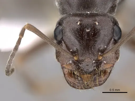 Myrmecocystus lugubris - CASENT0280517