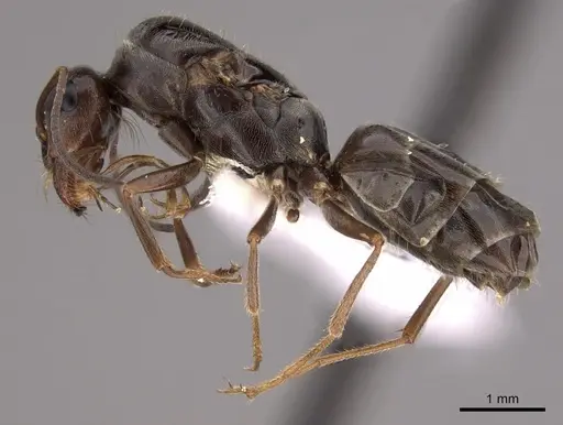 Myrmecocystus lugubris - CASENT0280517