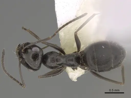 Myrmecocystus lugubris - CASENT0923360