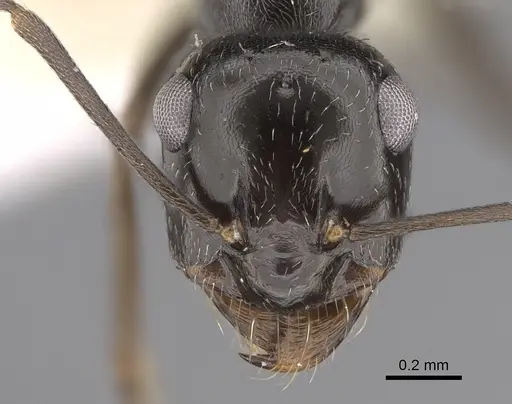 Myrmecocystus lugubris - CASENT0923360