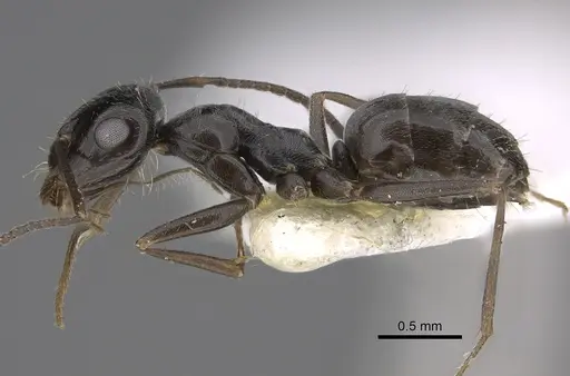 Myrmecocystus lugubris - CASENT0923360