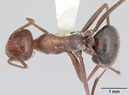 Myrmecocystus melliger specimen