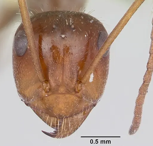 Myrmecocystus melliger specimen