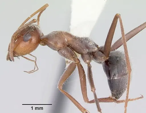 Myrmecocystus melliger specimen