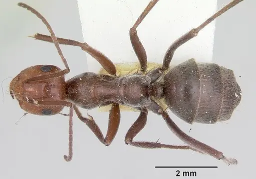 Myrmecocystus melliger - CASENT0105637