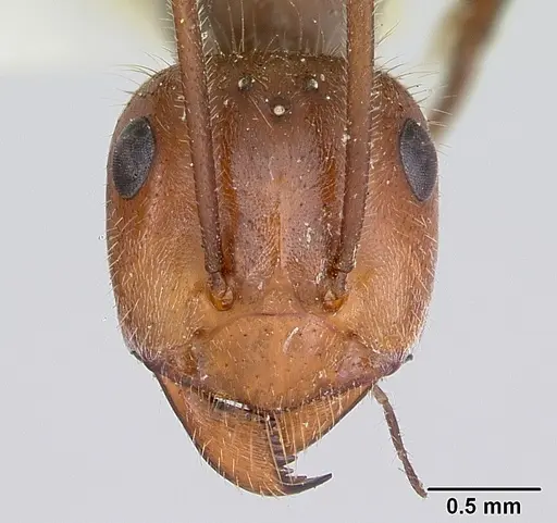 Myrmecocystus melliger - CASENT0105637