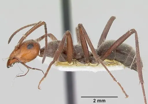 Myrmecocystus melliger - CASENT0105637