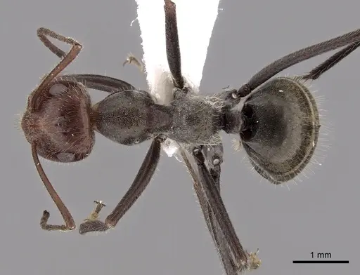 Myrmecocystus melliger - CASENT0280506