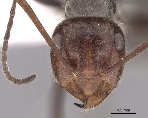 Myrmecocystus melliger - CASENT0280506