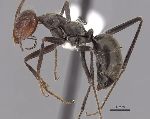 Myrmecocystus melliger - CASENT0280506