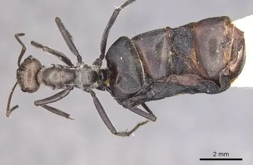 Myrmecocystus melliger - CASENT0911059