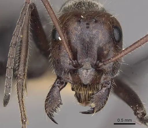 Myrmecocystus melliger - CASENT0911059
