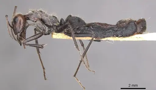 Myrmecocystus melliger - CASENT0911059