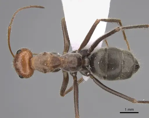 Myrmecocystus mendax specimen