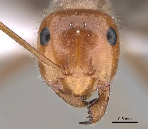 Myrmecocystus mendax specimen