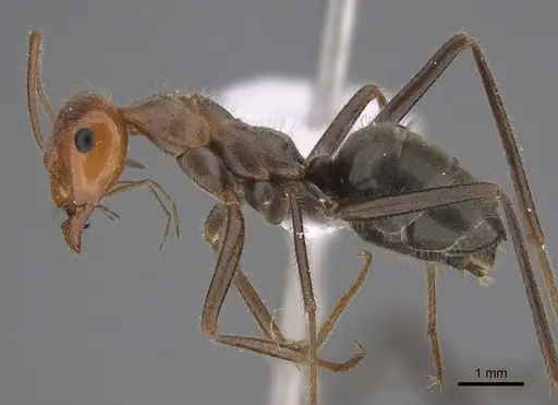 Myrmecocystus mendax specimen