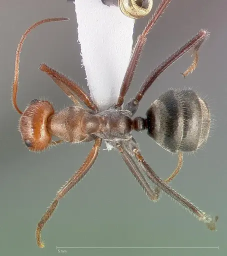 Myrmecocystus mendax - CASENT0005413
