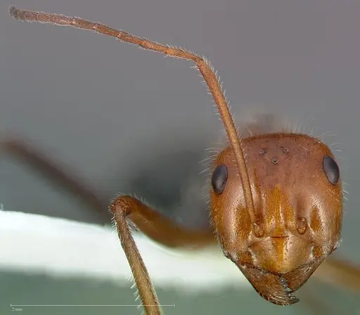 Myrmecocystus mendax - CASENT0005413