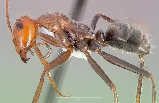 Myrmecocystus mendax - CASENT0005413