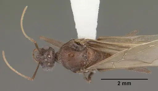 Myrmecocystus mendax - CASENT0102812