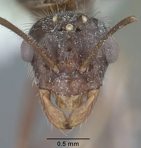Myrmecocystus mendax - CASENT0102812