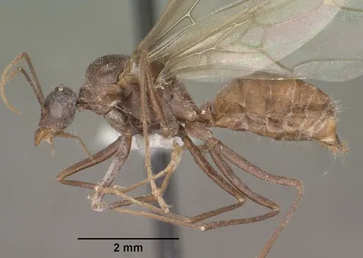 Myrmecocystus mendax - CASENT0102812