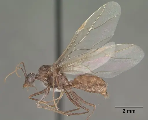 Myrmecocystus mendax - CASENT0102812