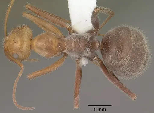 Myrmecocystus mendax - CASENT0102813