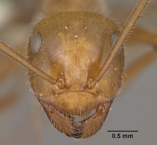 Myrmecocystus mendax - CASENT0102813