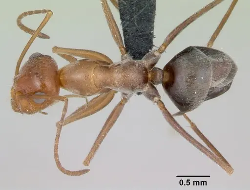 Myrmecocystus mendax - CASENT0118146