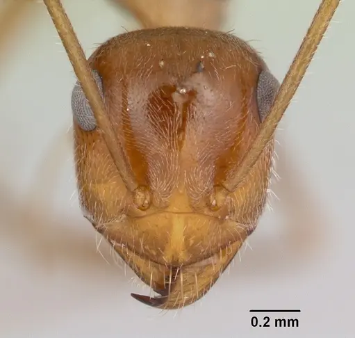 Myrmecocystus mendax - CASENT0118146