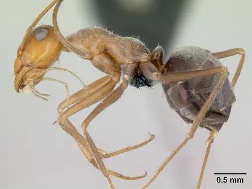 Myrmecocystus mendax - CASENT0118146