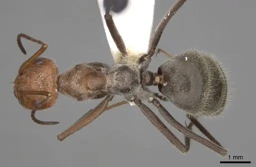 Myrmecocystus mendax - CASENT0280504