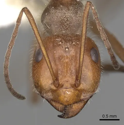 Myrmecocystus mendax - CASENT0280504