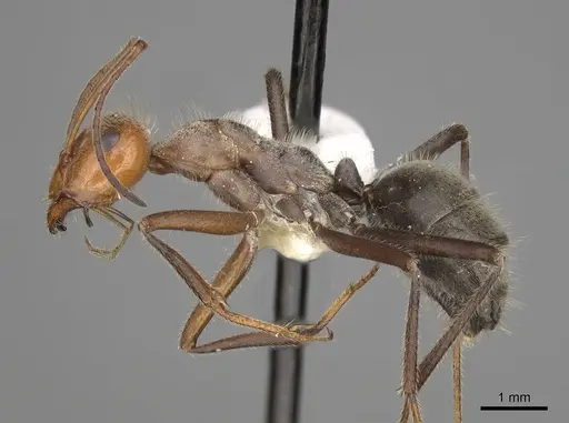 Myrmecocystus mendax - CASENT0280504