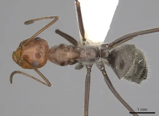 Myrmecocystus mendax - CASENT0280505
