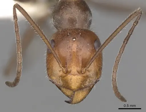 Myrmecocystus mendax - CASENT0280505