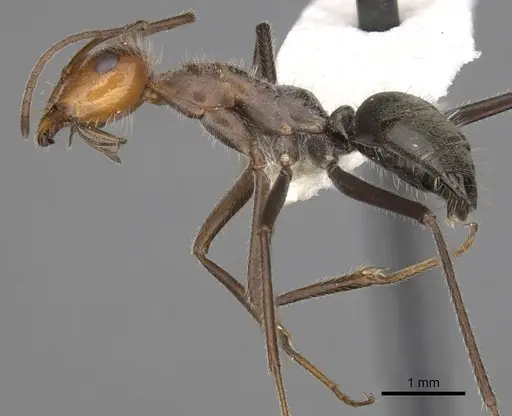 Myrmecocystus mendax - CASENT0280505