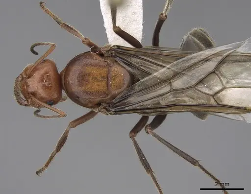 Myrmecocystus mendax - CASENT0862009