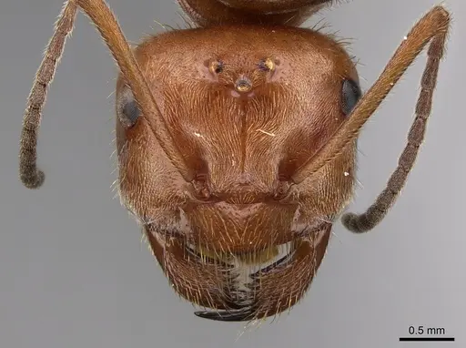 Myrmecocystus mendax - CASENT0862009