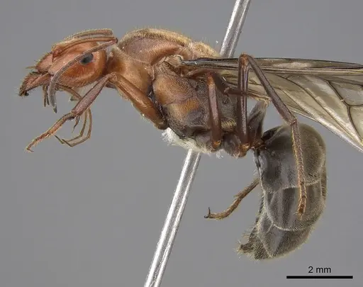 Myrmecocystus mendax - CASENT0862009