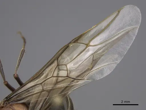 Myrmecocystus mendax - CASENT0862009