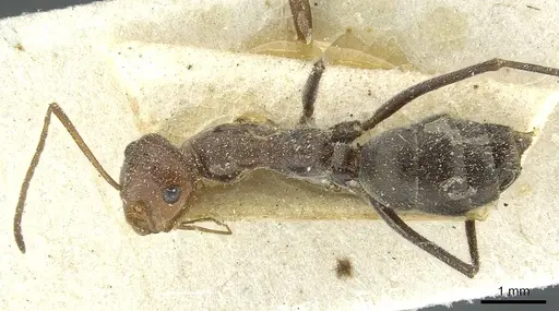 Myrmecocystus mendax - CASENT0912299