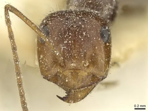 Myrmecocystus mendax - CASENT0912299