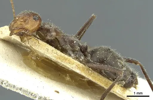 Myrmecocystus mendax - CASENT0912299