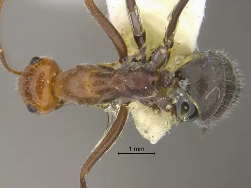 Myrmecocystus mendax - SIBR1121