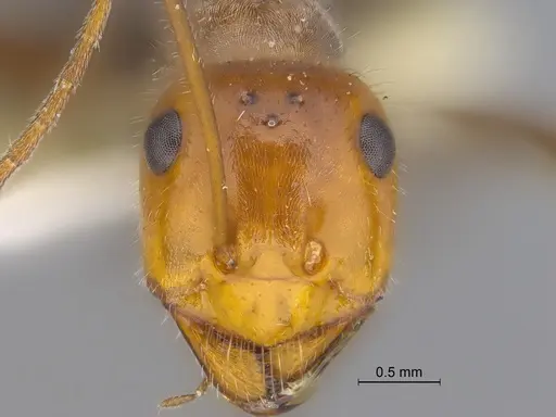 Myrmecocystus mendax - SIBR1121