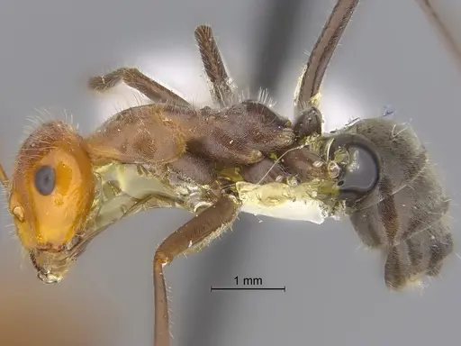 Myrmecocystus mendax - SIBR1121